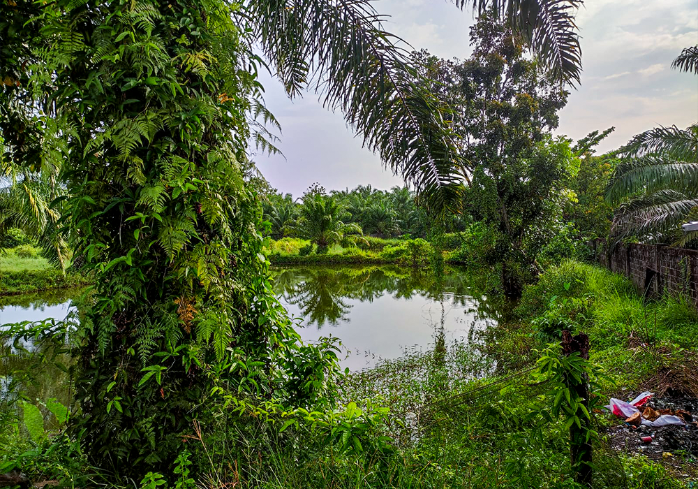 TANAH DI KAB. MUKO-MUKO - WOFF580-2 - foto 4